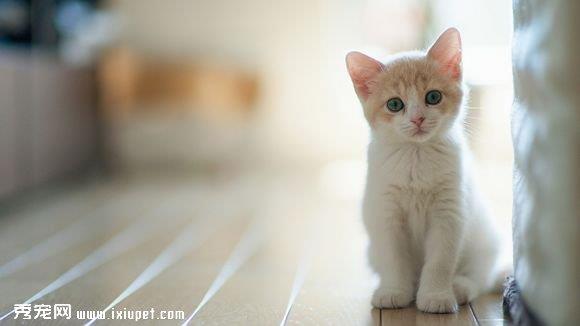 有关猫咪的一些你不知道的知识