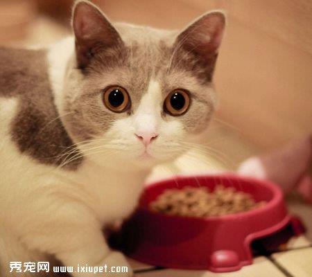 猫咪喂食需要注意的一些事情
