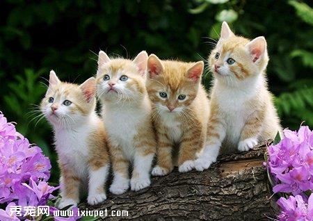 猫咪