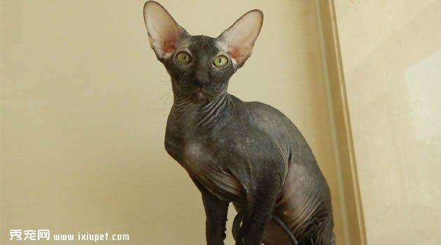 彼得秃猫图片欣赏3