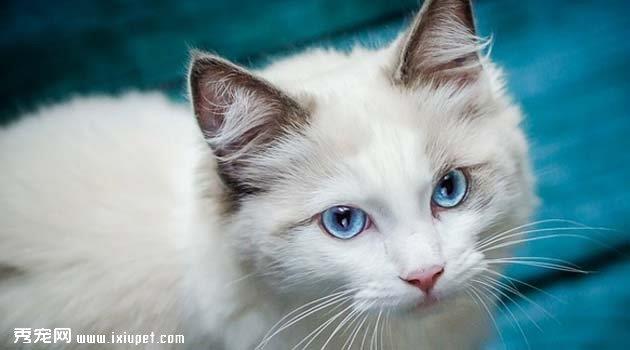 博美拉猫的性情