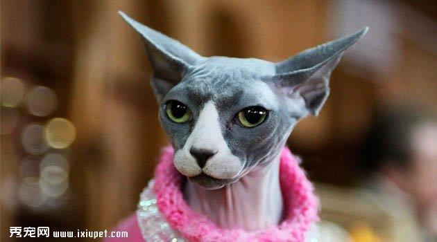 顿斯科伊猫欣赏2
