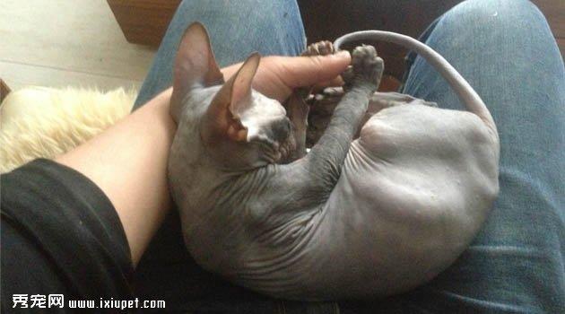 顿斯科伊猫欣赏2