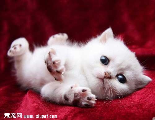 猫咪趣味冷知识【图】