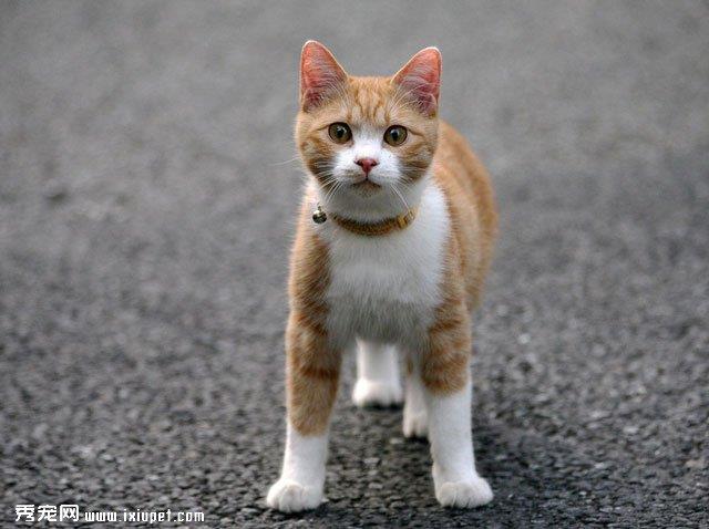 狗蜂窝组织炎的症状与治疗方法