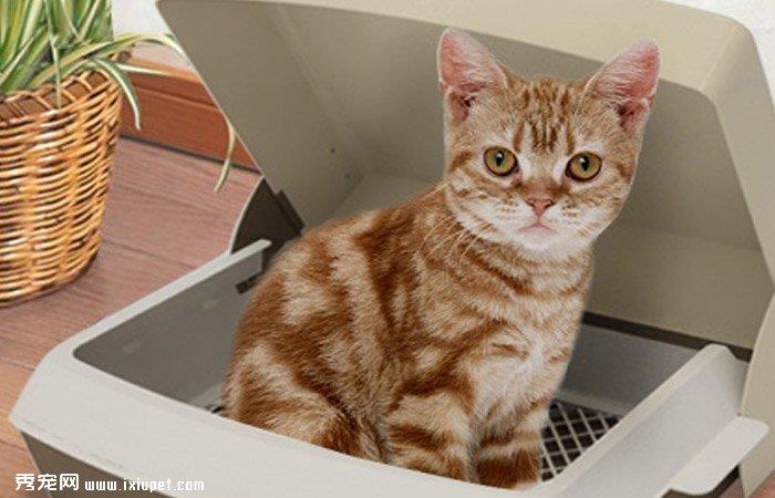 防止猫便秘——要从生活习惯抓起