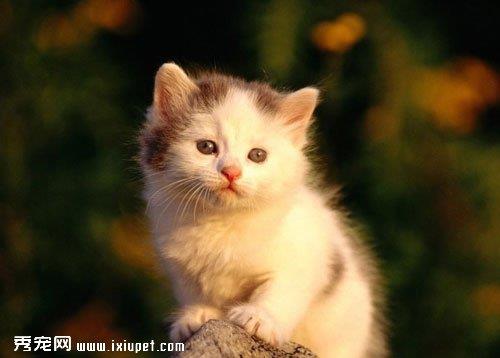 什么是猫衣原体病？猫衣原体病的症状及防治方法
