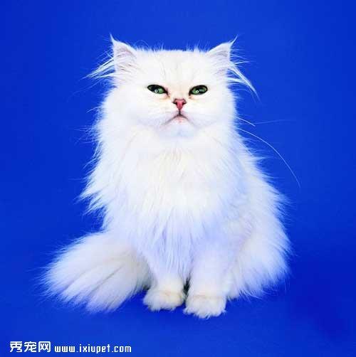波斯猫的生活习性和选择标准【图】