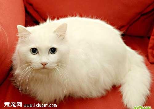 山东狮子猫的外形特征和命名原则【图】