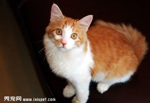 如何预防土耳其安哥拉猫患糖尿病？