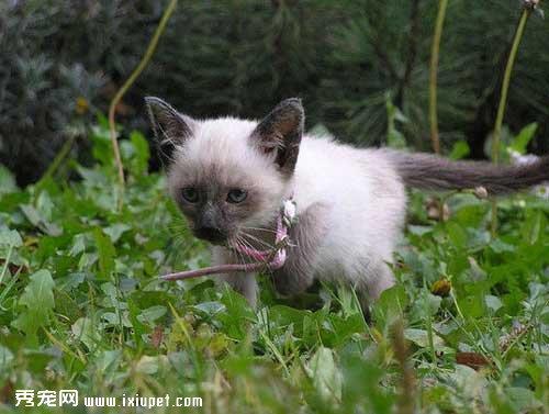 暹罗猫：猫界变色龙！