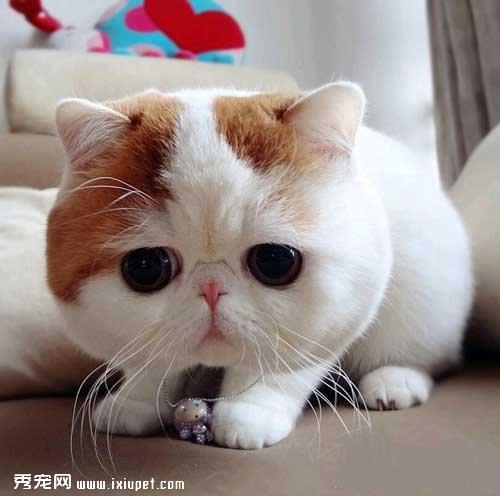 猫猫减肥要避免反弹【图】