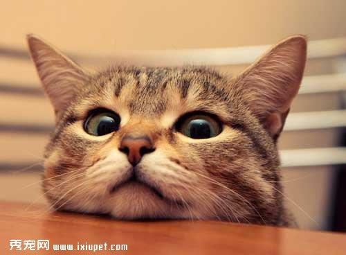 如何科学控制猫咪的食量?