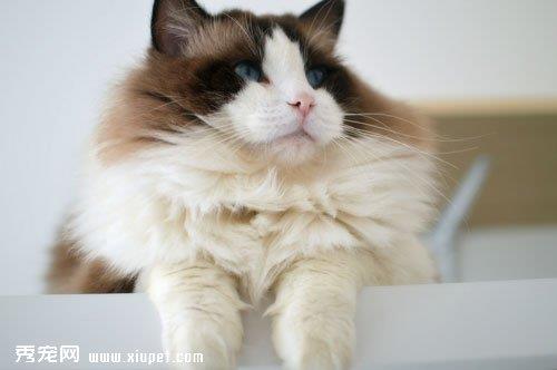 避免布偶猫出现遗传病按时给猫猫打疫苗
