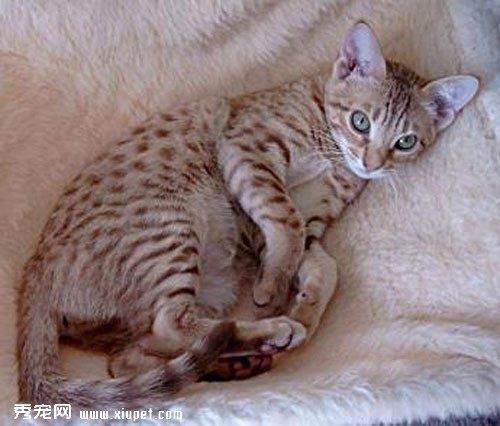 如何让宠物猫猫远离辐射？