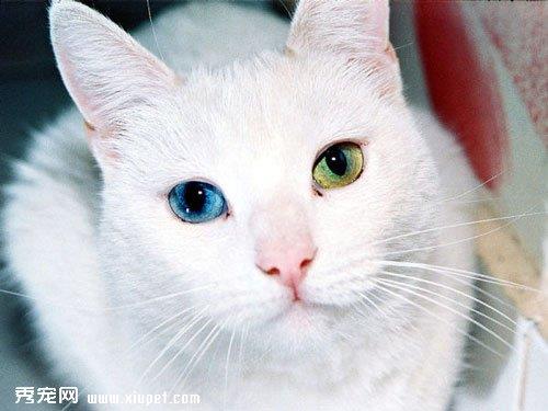 猫猫身上长虱子该如何处理？