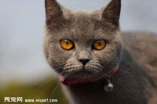 为什么英国短毛猫容易打喷嚏？