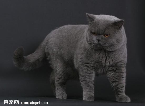 猫猫的异常母性行为有哪些？