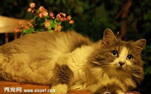 给宠物猫绝育的顾虑有哪些？