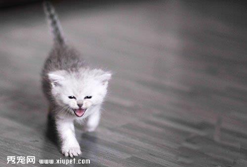 猫猫受压抑会有哪些症状？