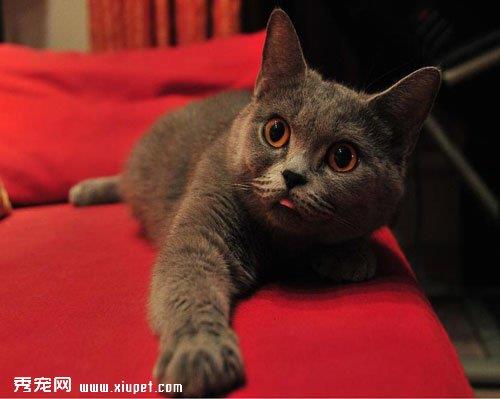 宠物猫心丝虫病的症状及对危害有哪些？