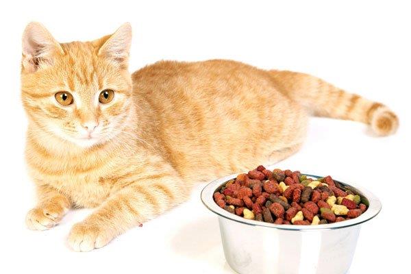 猫粮推荐哪款好以及优点