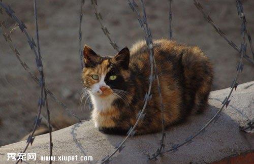 接近流浪猫需要注意些什么？