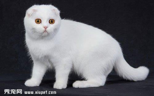 苏格兰折耳猫耳朵直立的原因