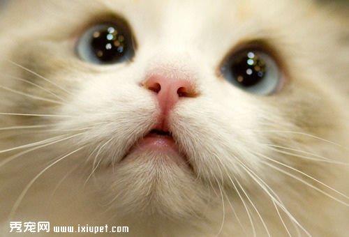 五秒钟测试法　看你家的猫咪到底喜不喜欢你