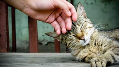 五秒钟测试法　看你家的猫咪到底喜不喜欢你