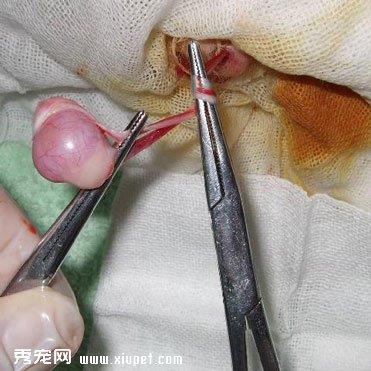 【公猫绝育】实拍公猫绝育手术过程照片
