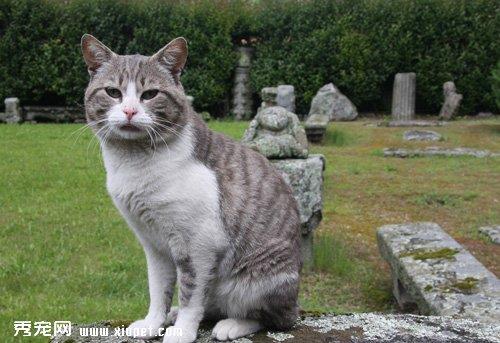 春季猫瘟何如防治？