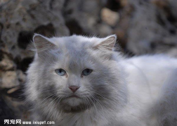 喵星人多久刷一次牙才算科学