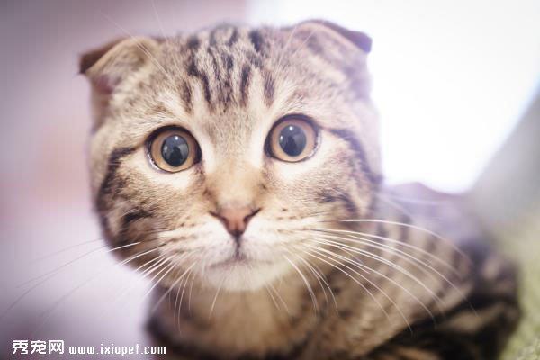 如何培养喵星人的良好生活作息