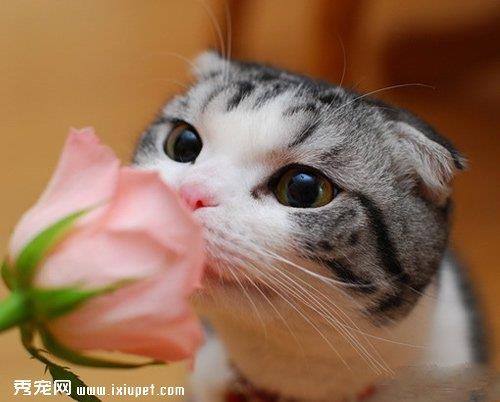 苏格兰折耳猫有哪些常见的疾病该如何预防？