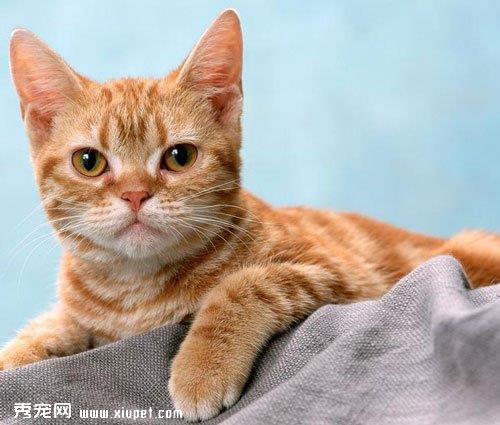怎样和难以亲近的喵星人建立友谊的方法