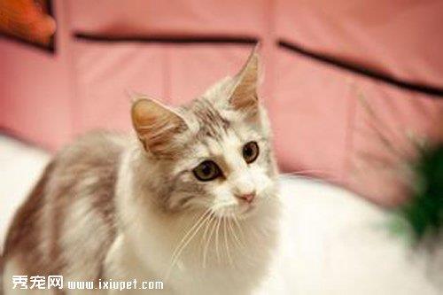 缅因猫幼猫该如何饲养？