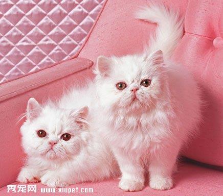 猫咪流口水的原因