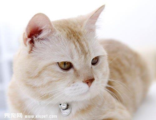 猫咪为什么带死老鼠回家的原因