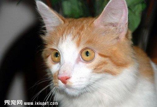 土耳其安哥拉猫在饲养的时候需要注意什么？