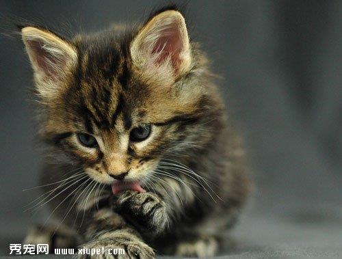 为什么不能让猫咪吃巧克力的原因