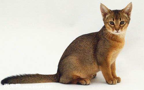 猫咪生病时的五种表现状态