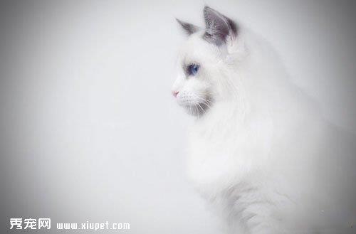 布偶猫日常清洁用品选择