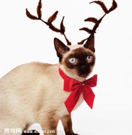 揭秘猫咪为什么喜欢吃鱼