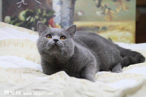 选择好的猫粮方法有哪些？
