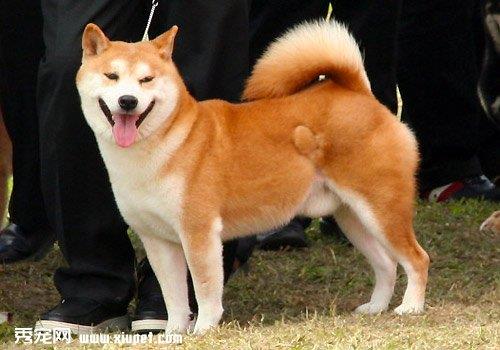 【秋田犬智商】秋田犬智商怎么样？