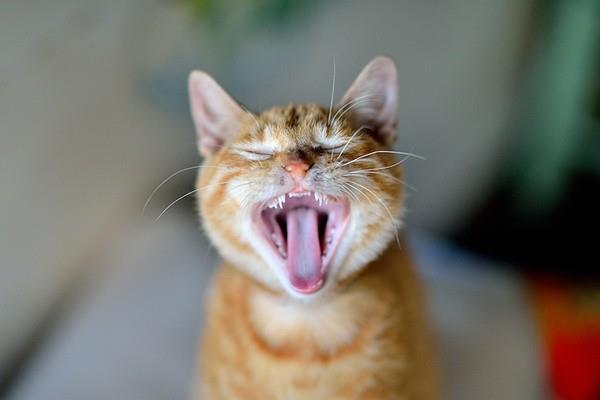 如何从牙齿上辨别猫猫的年龄？