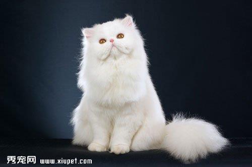 如何解决波斯猫的泪痕问题？