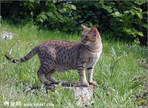 如何DIY猫猫活水饮水机？