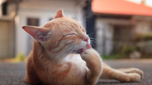 如何给猫猫选择最好的猫粮